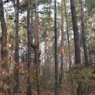 Dzialka  na sprzedaż Dąbrowa Tarnowska (gw), Gruszów Wielki, 44700.00m², oferta LOK-GS-1467