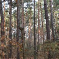 Dzialka  na sprzedaż Dąbrowa Tarnowska (gw), Gruszów Wielki, 44700.00m², oferta LOK-GS-1467