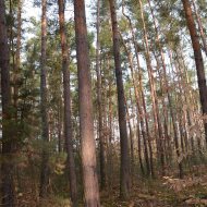 Dzialka  na sprzedaż Dąbrowa Tarnowska (gw), Gruszów Wielki, 44700.00m², oferta LOK-GS-1467