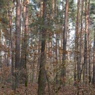 Dzialka  na sprzedaż Dąbrowa Tarnowska (gw), Gruszów Wielki, 44700.00m², oferta LOK-GS-1467
