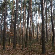 Dzialka  na sprzedaż Dąbrowa Tarnowska (gw), Gruszów Wielki, 44700.00m², oferta LOK-GS-1467