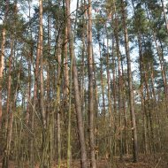 Dzialka  na sprzedaż Dąbrowa Tarnowska (gw), Gruszów Wielki, 44700.00m², oferta LOK-GS-1467