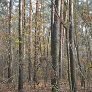 Dzialka  na sprzedaż Dąbrowa Tarnowska (gw), Gruszów Wielki, 44700.00m², oferta LOK-GS-1467