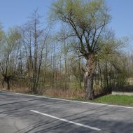 Dzialka  na sprzedaż Szczucin (gw), Borki, 4300.00m², oferta LOK-GS-1724