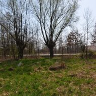 Dzialka  na sprzedaż Szczucin (gw), Borki, 4300.00m², oferta LOK-GS-1724